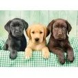 Puzzle Los Tres Labradores