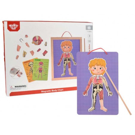 Tabla Magnética Infantil El Cuerpo Humano