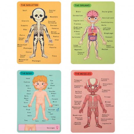 Tabla Magnética Infantil El Cuerpo Humano