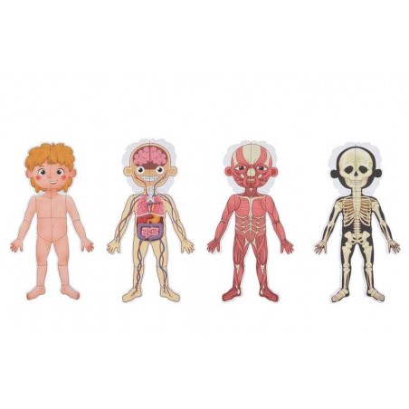 Tabla Magnética Infantil El Cuerpo Humano