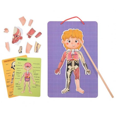 Tabla Magnética Infantil El Cuerpo Humano